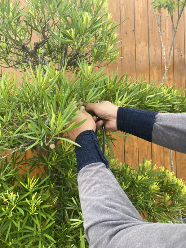 これが本物の植木剪定 イメージ画像 イメージ画像